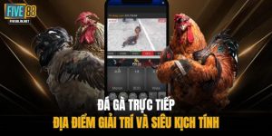 Đá Gà Trực Tiếp - Địa Điểm Giải Trí Và Siêu Kịch Tính