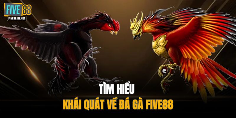 Tìm hiểu khái quát về đá gà FIVE88